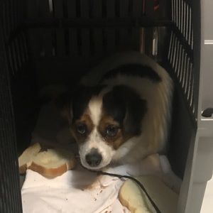 Meet your Posher, Dakota